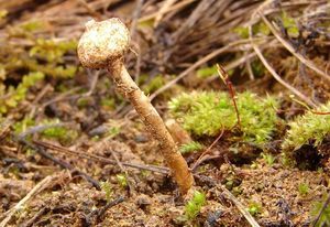 Palečka zimní - Tulostoma brumale