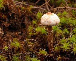 Palečka zimní - Tulostoma brumale