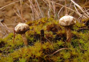 Palečka zimní - Tulostoma brumale