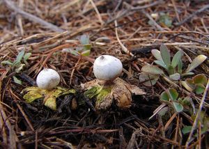 Hvězdovka maličká - Geastrum minimum Schwein. 1822