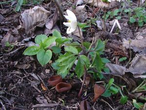 Hlízenka sasanková - Dumontinia tuberosa