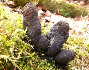 Dřevnatka mnohotvárná - Xylaria polymorpha (Pers.) Grev. 1824