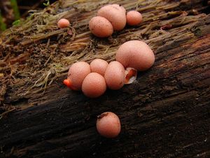 Vlčí mléko červené - Lycogala epidendrum (J.C. Buxb. ex L.) Fr.