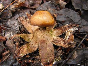 Hvězdovka límečková - Geastrum striatum DC. 1805
