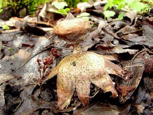 Hvězdovka límečková - Geastrum striatum DC. 1805