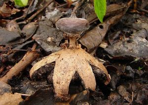 Hvězdovka límečková - Geastrum striatum DC. 1805