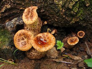 Choroš šupinatý - Polyporus squamosus