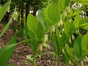 Kokořík vonný (Polygonatum odoratum)