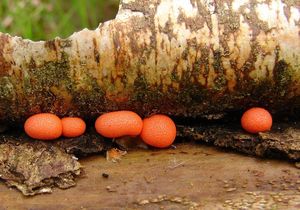 Vlčí mléko červené - Lycogala epidendrum (J.C. Buxb. ex L.) Fr.