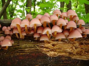 Helmovka žlutonohá - Mycena renati Quél. 1886