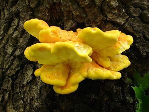 Sírovec žlutooranžový - Laetiporus sulphureus (Bull.) Murrill 1920
