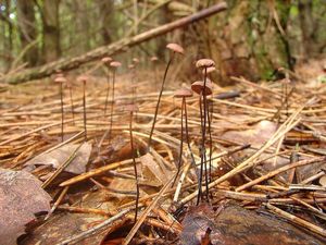 Špička žíněná - Gymnopus androsaceus (L.) Della Maggiora & Trassinelli 2014