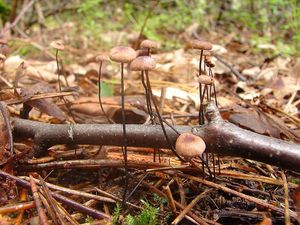 Špička žíněná - Gymnopus androsaceus (L.) Della Maggiora & Trassinelli 2014