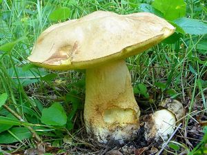 Klikni pro velký obrázek