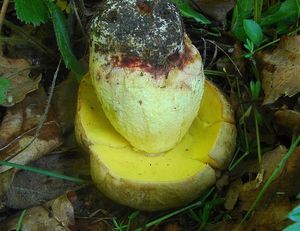 Klikni pro velký obrázek