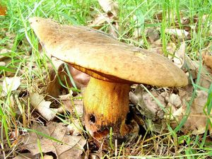 Hřib kovář - Neoboletus luridiformis (Rostk.) Gelardi, Simonini & Vizzini 2014