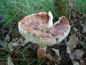 Klikni pro velký obrázek