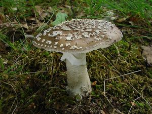 Muchomůrka šedivka - Amanita excelsa (Fr.) Bertill.  in Dechambre 1866