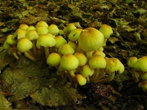 Klikni pro velký obrázek