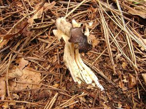 Klikni pro velký obrázek