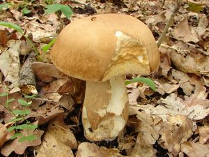 Klikni pro velký obrázek