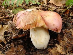 Holubinka namodralá - Russula cyanoxantha