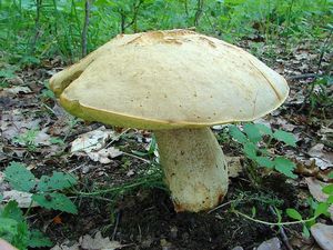 Klikni pro velký obrázek