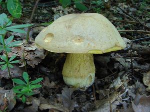 Klikni pro velký obrázek