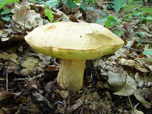 Klikni pro velký obrázek