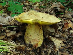 Klikni pro velký obrázek