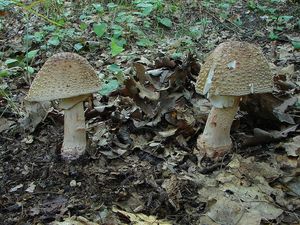 Muchomůrka růžovka - Amanita rubescens Pers. 1797