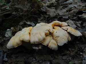 Liška bledá - Cantharellus pallens