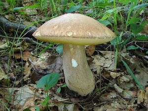 Hřib dubový - Boletus reticulatus Schaeff. 1774