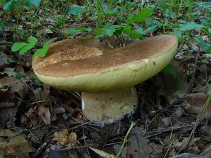 Hřib dubový - Boletus reticulatus Schaeff. 1774