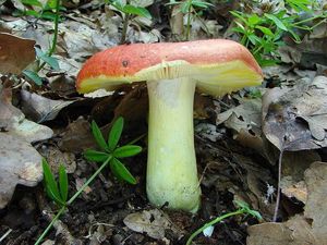 Holubinka zlatá - Russula aurea Pers. 1796