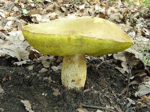 Klikni pro velký obrázek