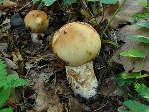 Klikni pro velký obrázek