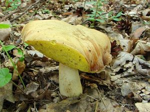 Klikni pro velký obrázek