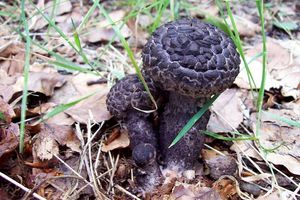 Šiškovec černý - Strobilomyces strobilaceus (Scop.) Berk.