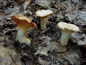 Liška bledá - Cantharellus pallens