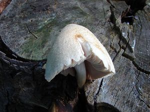 Kukmák bělovlnný - Volvariella bombycina (Schaeff.) Singer 1951