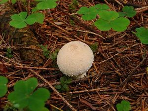 Pýchavka obecná - Lycoperdon perlatum Pers. 1796