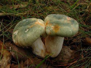 Holubinka nazelenalá - Russula virescens