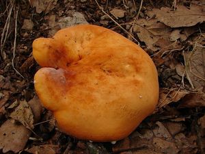 Ryzec syrovinka - Lactarius volemus (Fr.) Fr. 1838