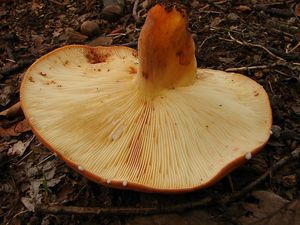Ryzec syrovinka - Lactarius volemus (Fr.) Fr. 1838