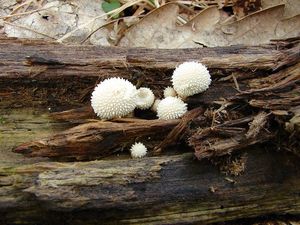 Pýchavka obecná - Lycoperdon perlatum Pers. 1796