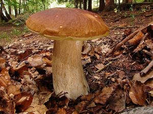 Klikni pro velký obrázek