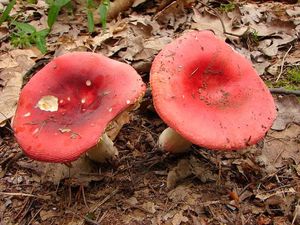 Klikni pro velký obrázek