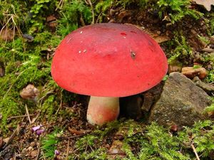 Klikni pro velký obrázek