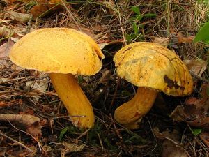 Klouzek strakoš - Suillus variegatus  (Sw.) Richon & Roze 1888